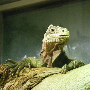 Lesser Antilean Iguana