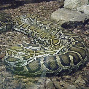 Burmese Python