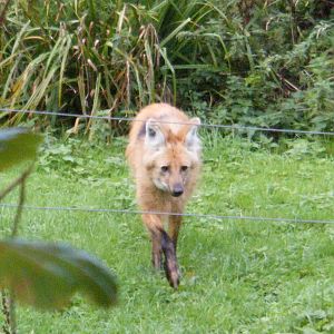 Maned Wolf