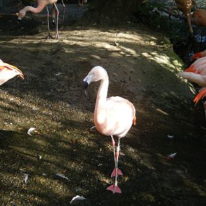 Chilean Flamingo