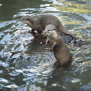 Asian (Oriental) Small Clawed Otters