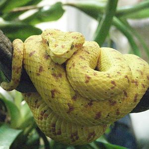 Eyelash Viper