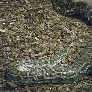 Burmese Python