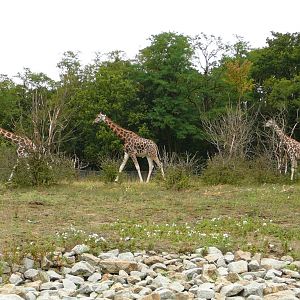 Exhibit of animals of Africa