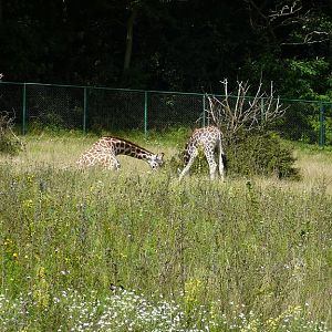 Exhibit of animals of Africa