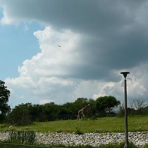 Exhibit of animals of Africa