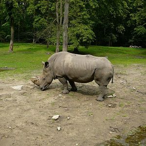 White Rhinoceros