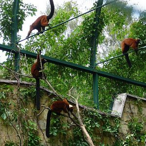 Red ruffed lemurs