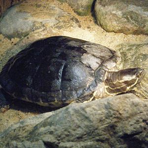 Hispaniolan Slider