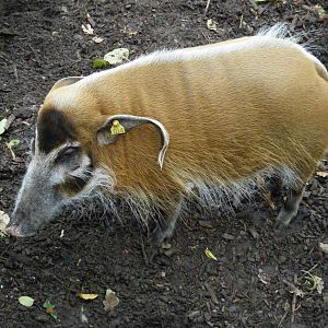 Red River Hog