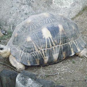 Radiated Tortoise