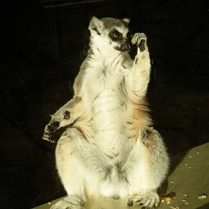 Ring Tailed Lemur