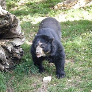 Wolfgang the Andean Bear