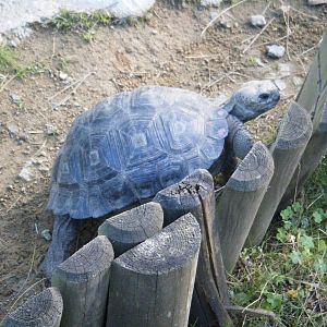 Young Galapagos Giant Tortoise