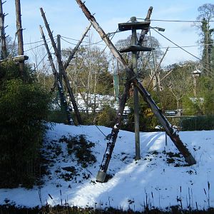Orangutan and Gibbon Island