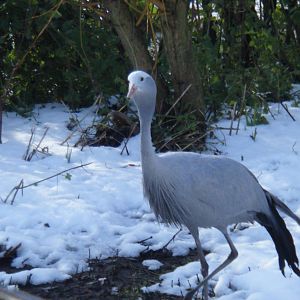 Blue Crane