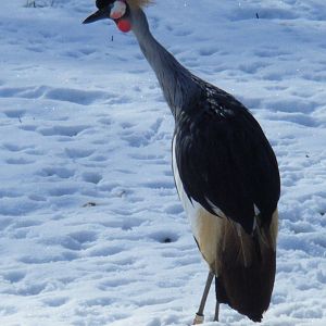 Grey Crowned Crane