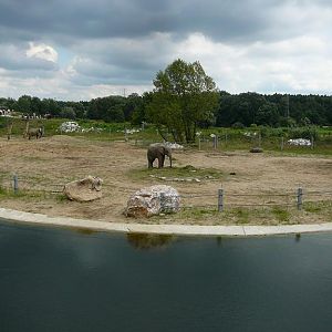 African elephatns