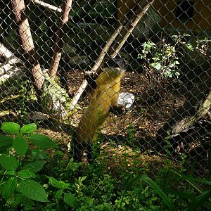 Yellow-throated Marten