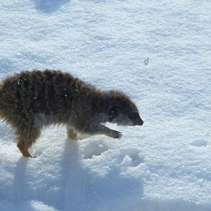 Meerkat in the snow
