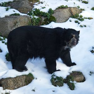 Andean Bear in the snow