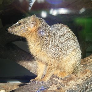 Narrow Striped Mongoose