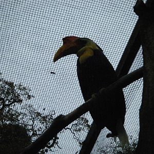 Sunda Wrinkled Hornbill
