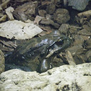 Mountain Chicken Frog