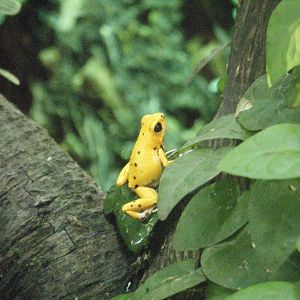 Strawberry Dart Frog