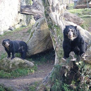 Andean Bears