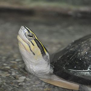 Southeast Asian box turtle / Cuora amboinensis
