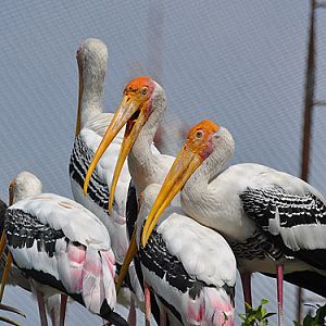 Painted stork / Mycteria leucocephala