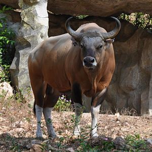 Javan banteng / Bos javanicus javanicus