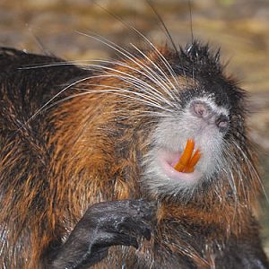 Nutria / Myocastor coypus