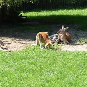 Red Kangaroo