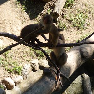 Japanase Macaque