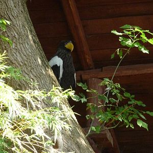Steller's Sea Eagle