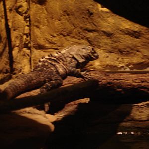 Utila iguana