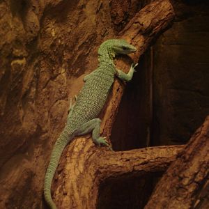 Emerald tree monitor