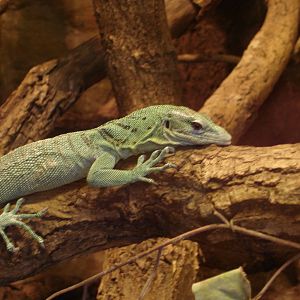 Emerald tree monitor