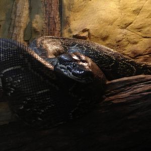 Madagascar Tree Boa