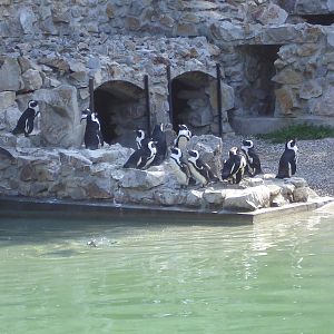 Black-footed Penguins