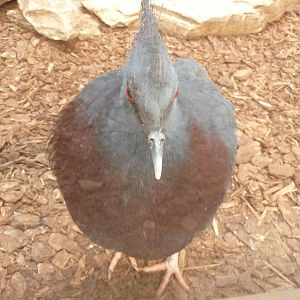 Victoria Crowned Pigeon