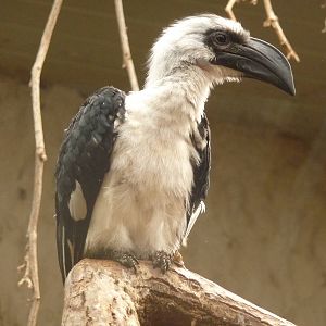 Von den Decken Hornbill