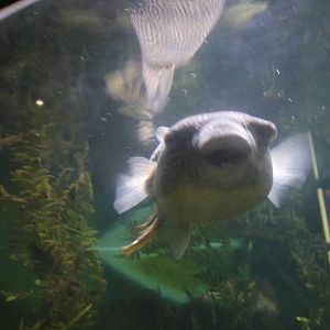 Fish (puffer) in tunnel
