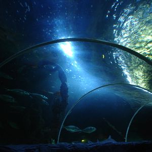 Fish in tunnel