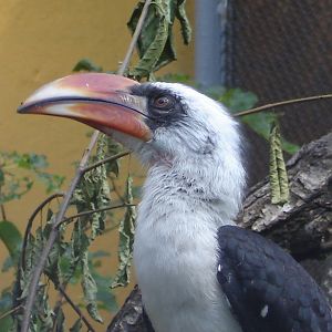 Von der Decken Hornbill