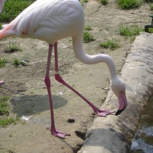 Greater Flamingo