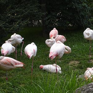 Greater and Chilean Flamingo