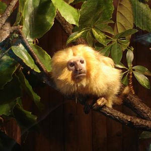 Golden Lion Tamarin